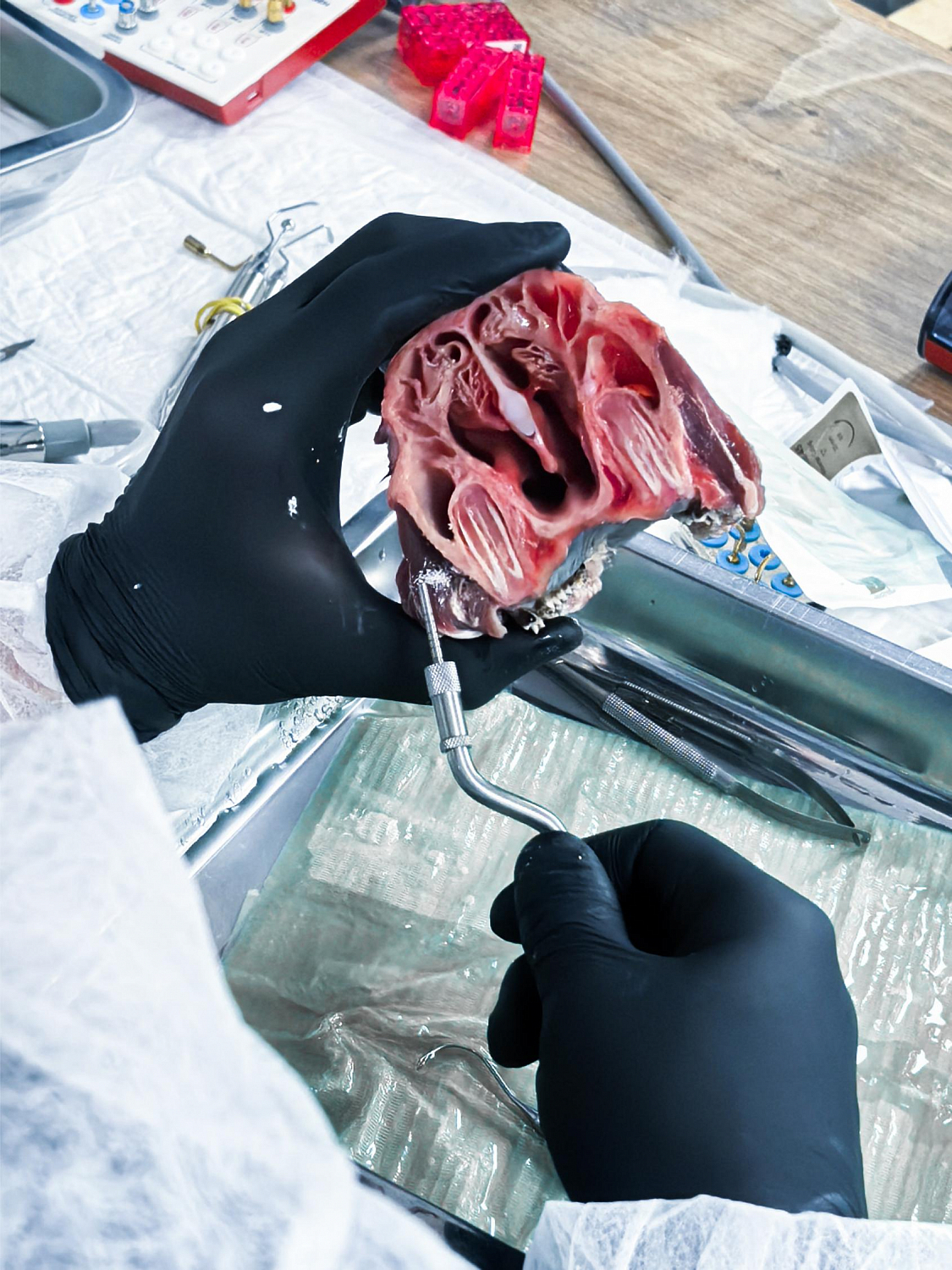 Два дня глубокой практики по костной пластике и синус-лифтингу